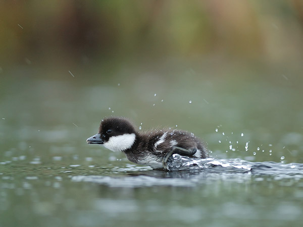 Telkkä, Common Goldeneye, Bucephala clangula